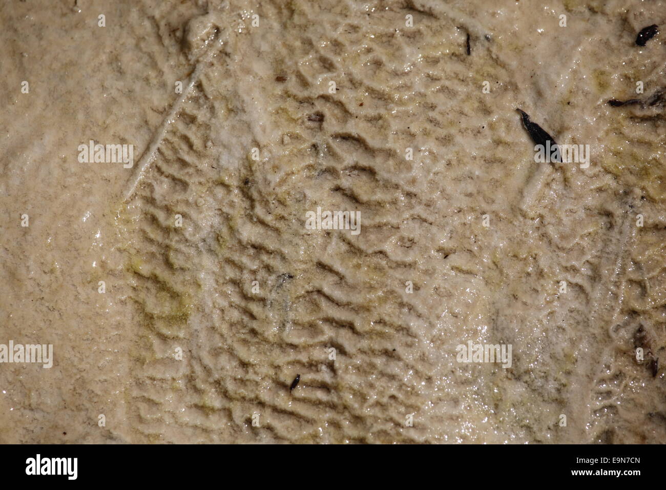 Travertine,Lingenau,calc-sinter Stock Photo