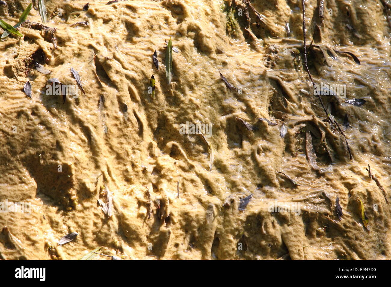 Travertine,Lingenau,calc-sinter Stock Photo