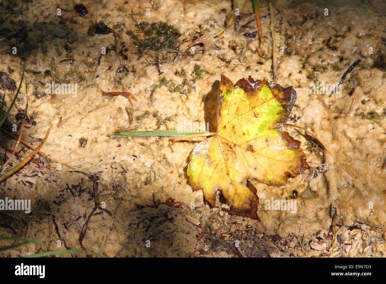 Travertine,Lingenau,calc-sinter Stock Photo
