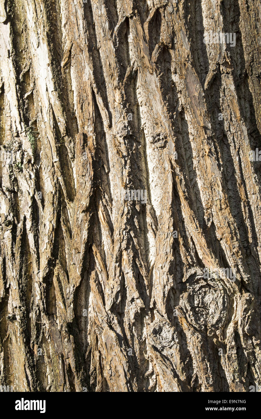 Background - tree bark Stock Photo