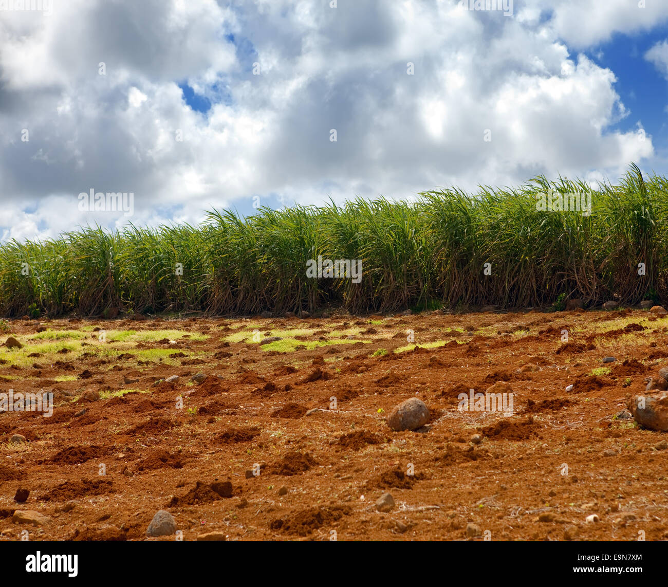 Sugar cane field mauritius hires stock photography and images Alamy