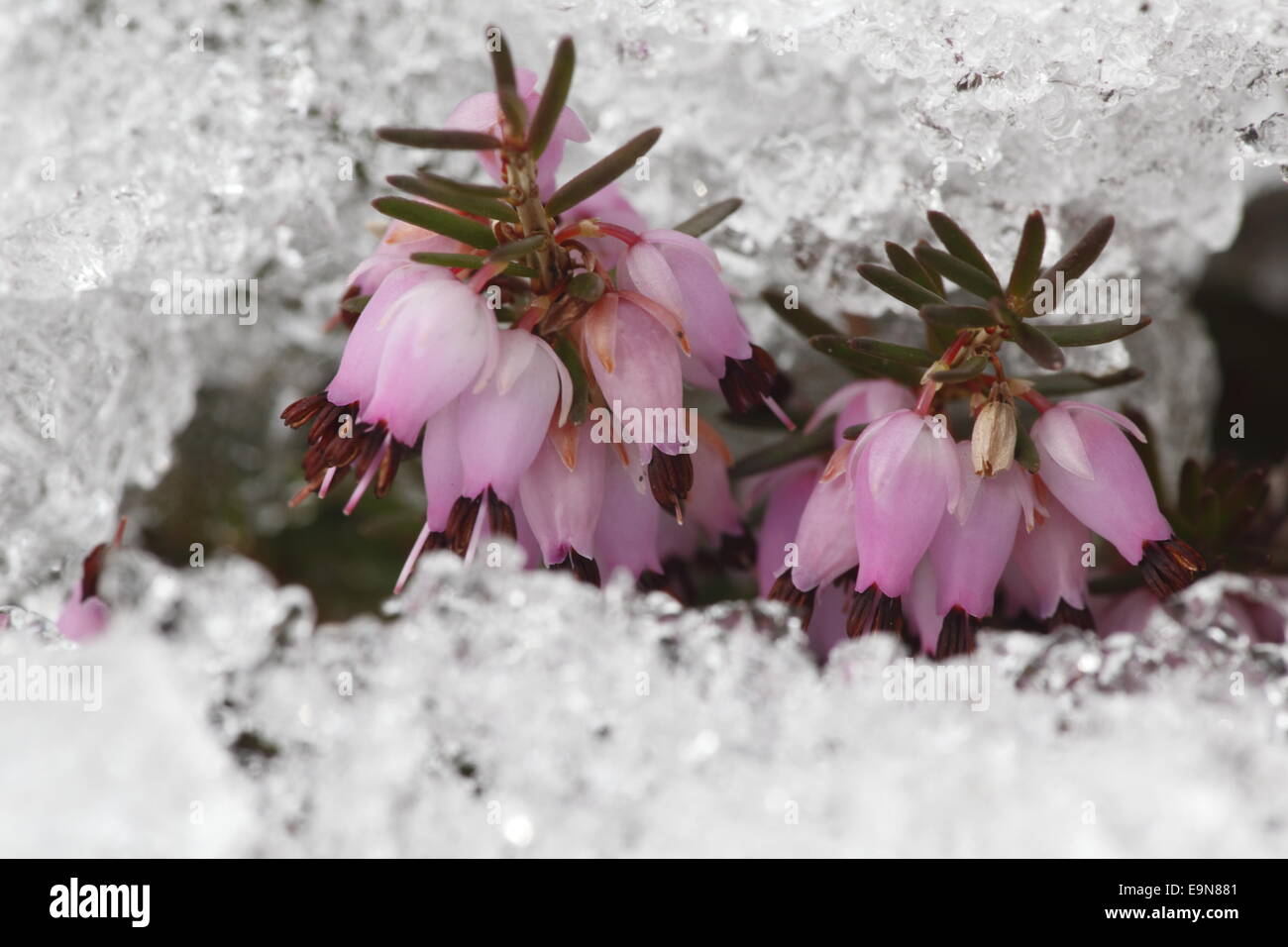 Spring heath in snow Stock Photo