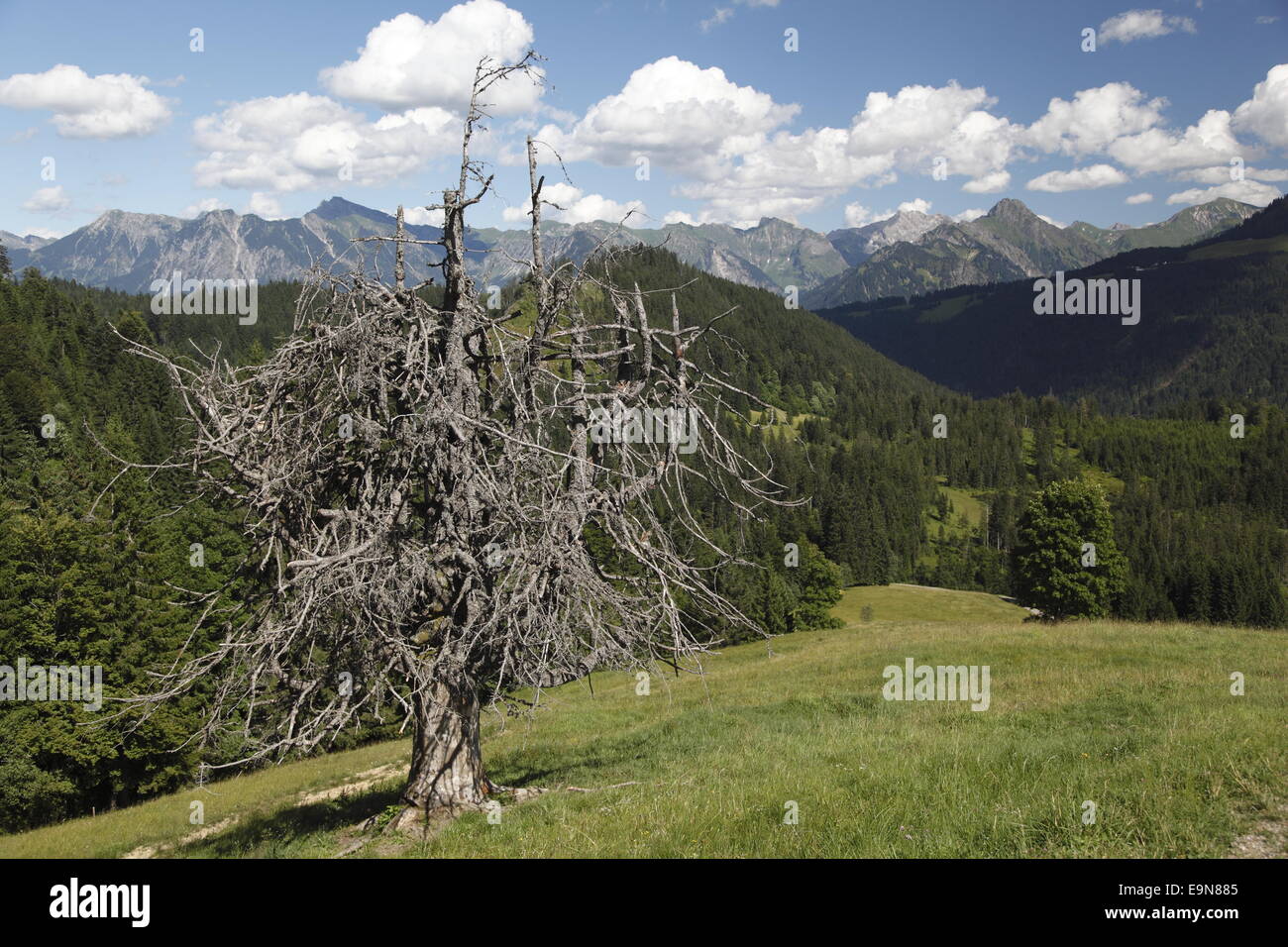 Dead standing tree Stock Photo Alamy