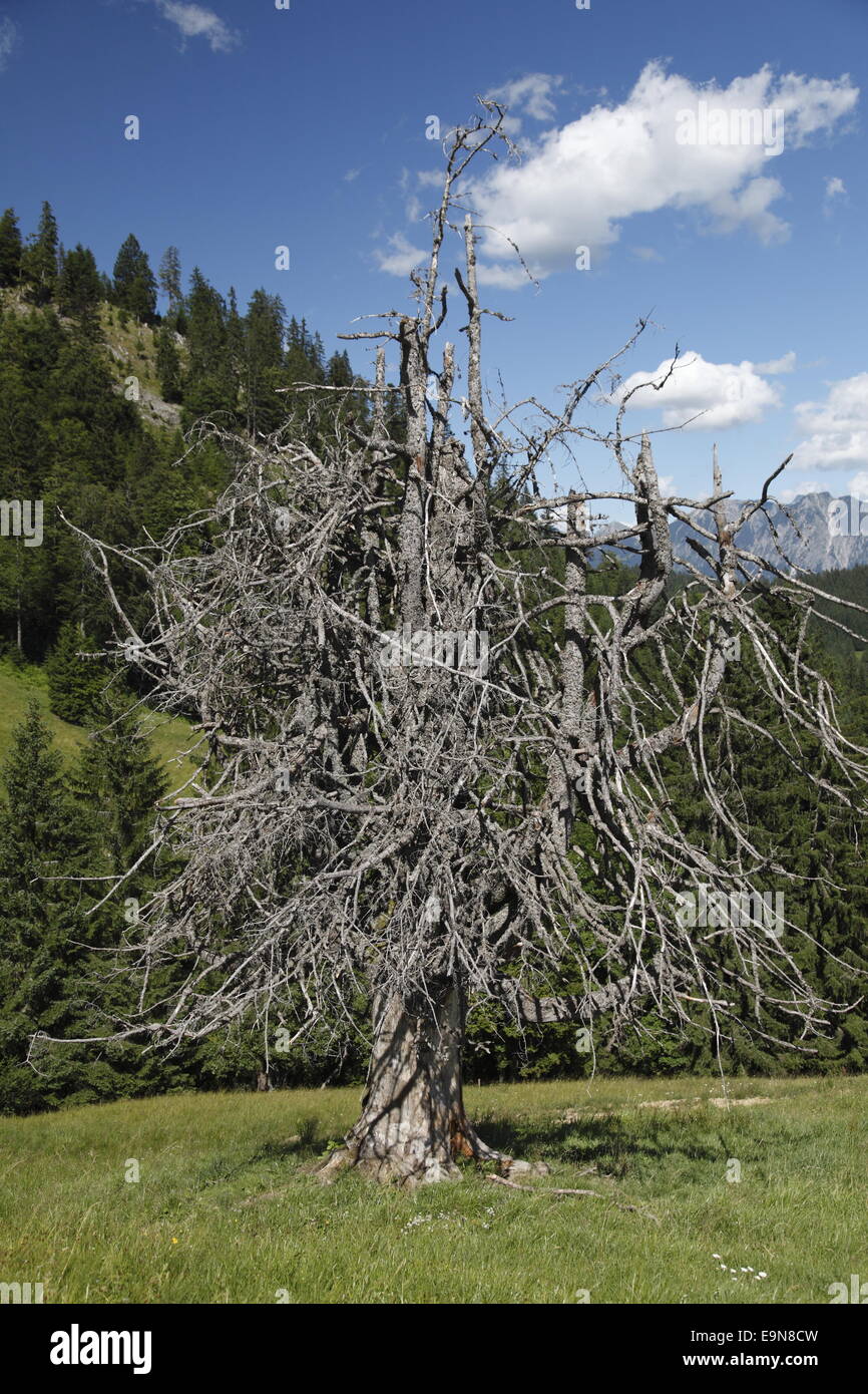 Dead standing tree Stock Photo Alamy