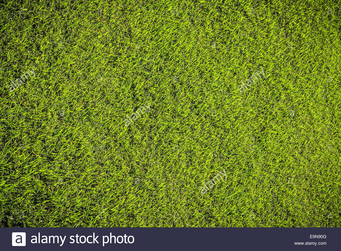Grass Texture Stock Photos & Grass Texture Stock Images - Alamy