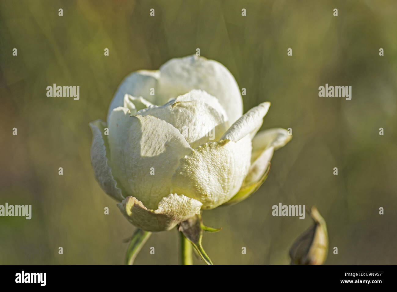 Blooming gardenrose in january - caducity Stock Photo