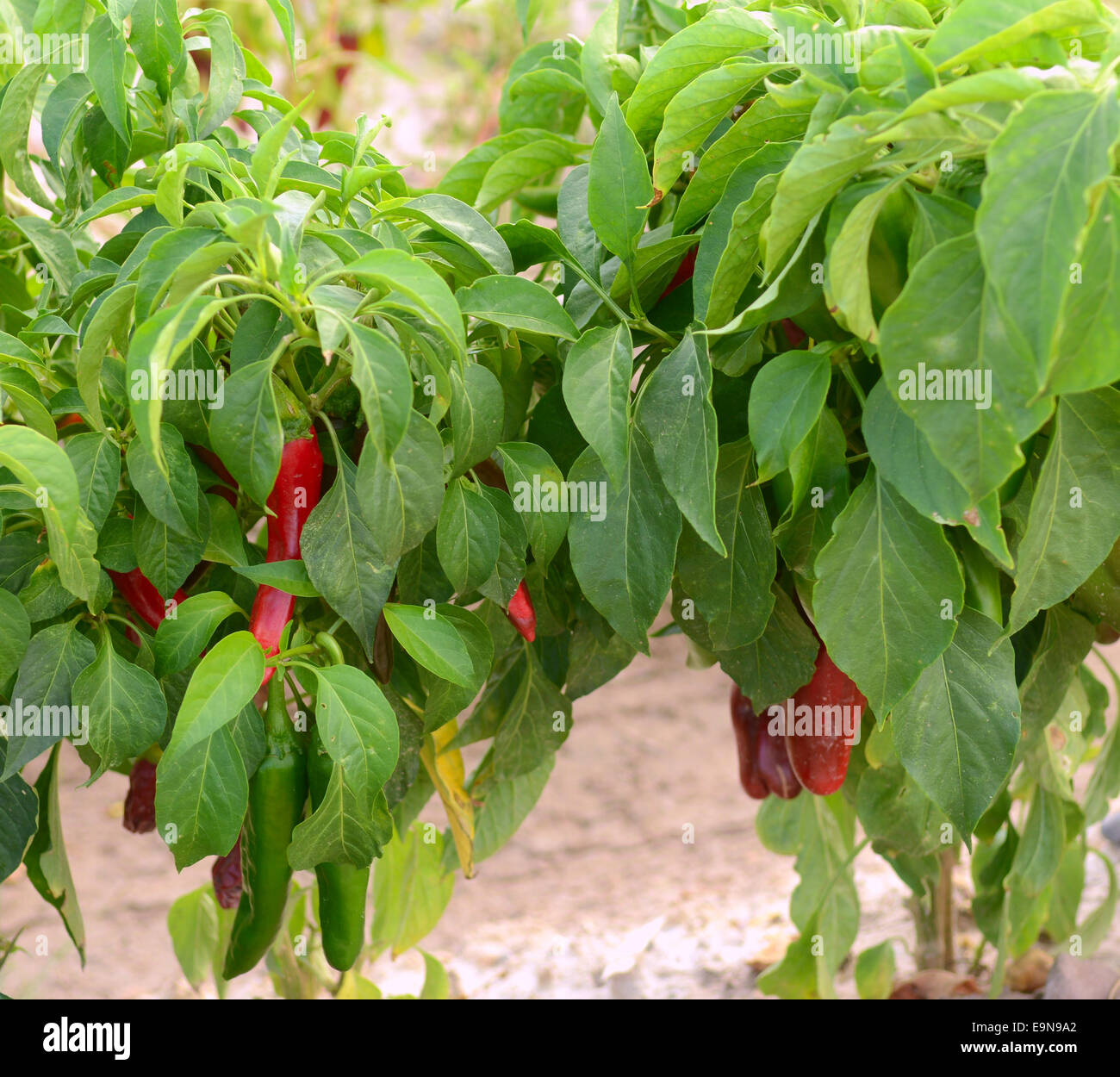 Hatch green chile harvest new mexico hires stock photography and