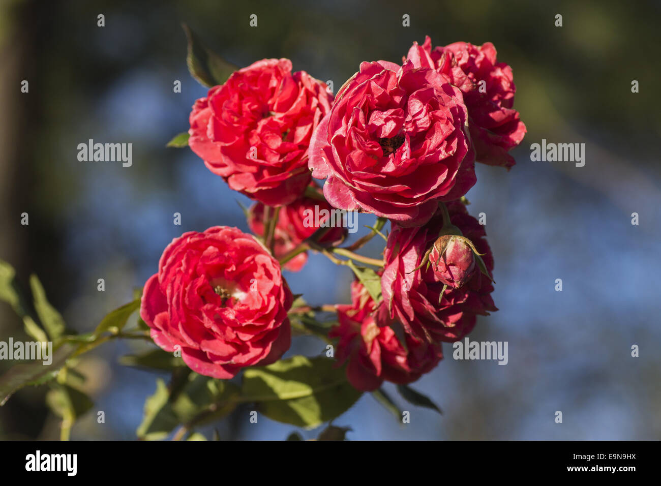 Red gardenrose in january - caducity Stock Photo