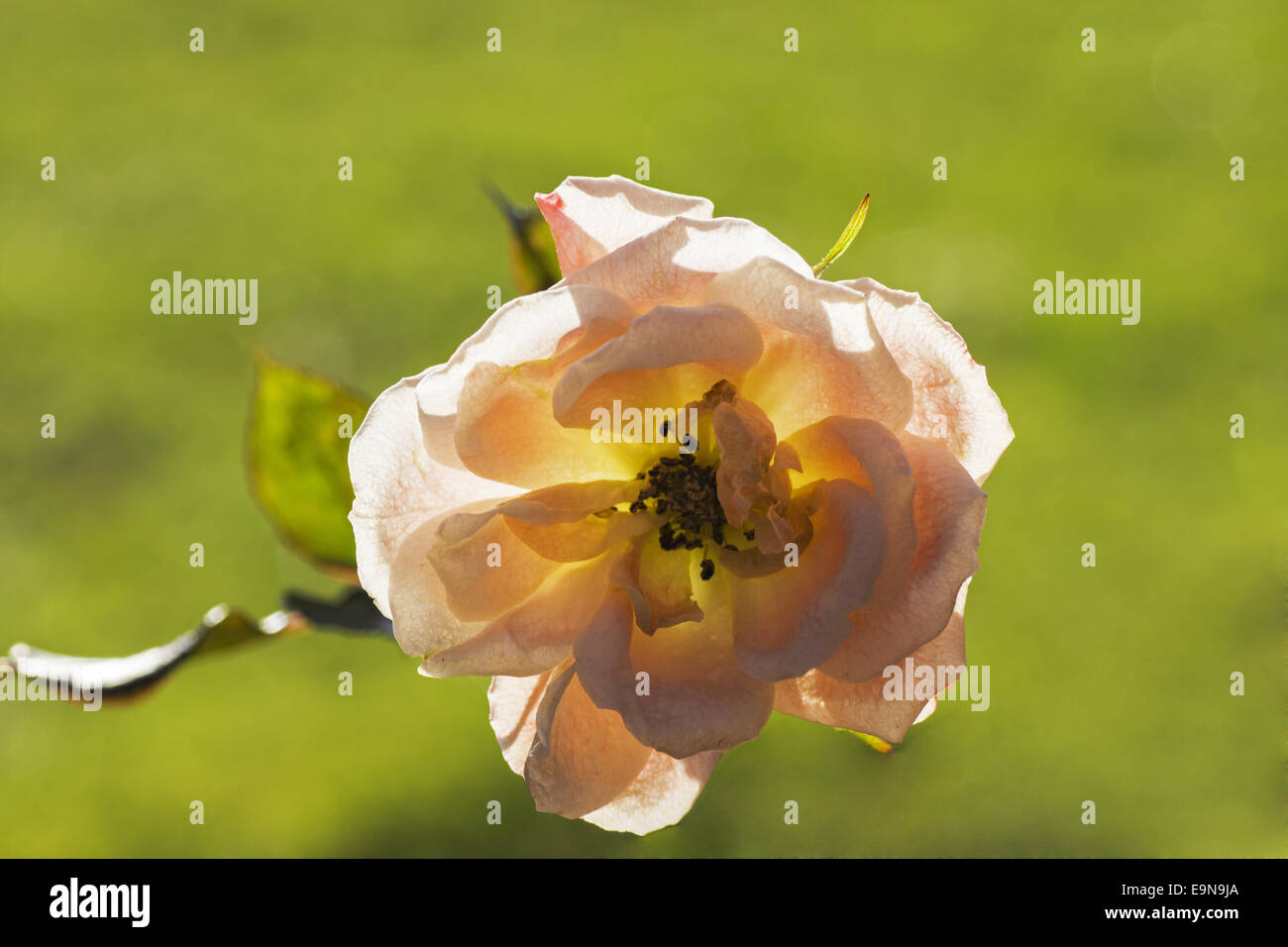 Blooming gardenrose in january - caducity Stock Photo