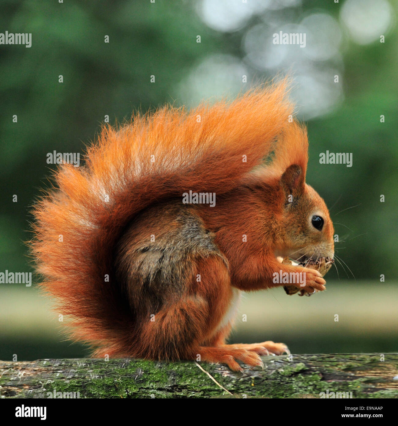 red squirrel eating on a branch Stock Photo