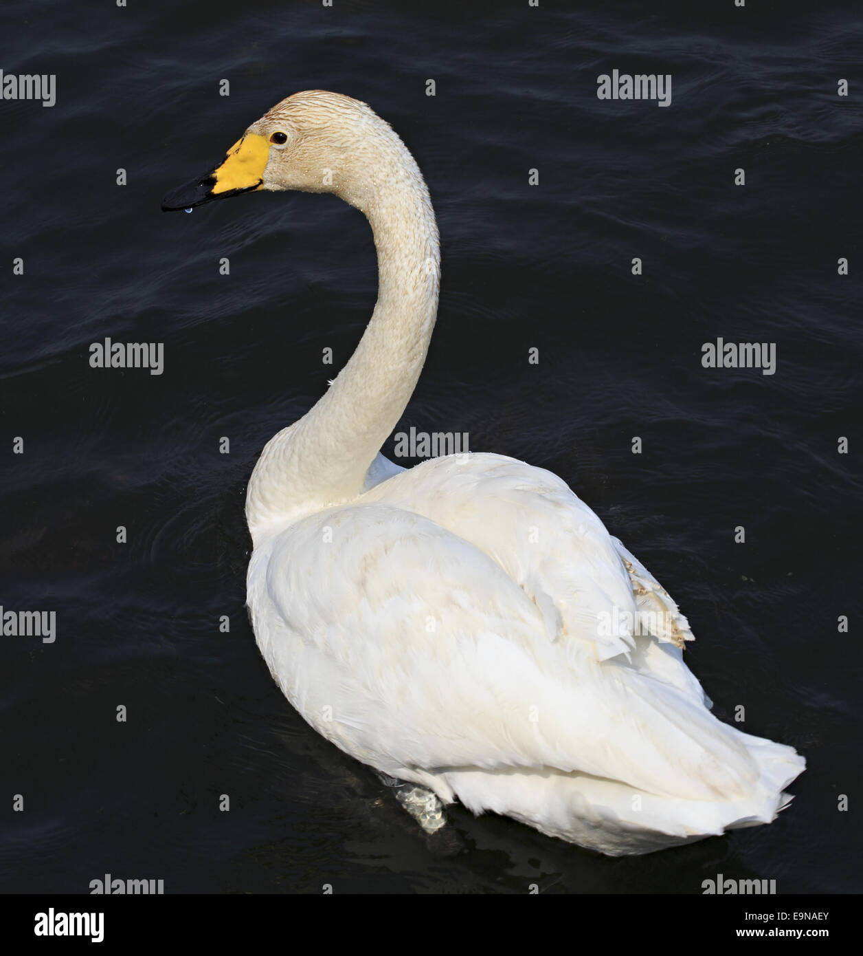 Beautiful white swan swims in a pond Stock Photo - Alamy