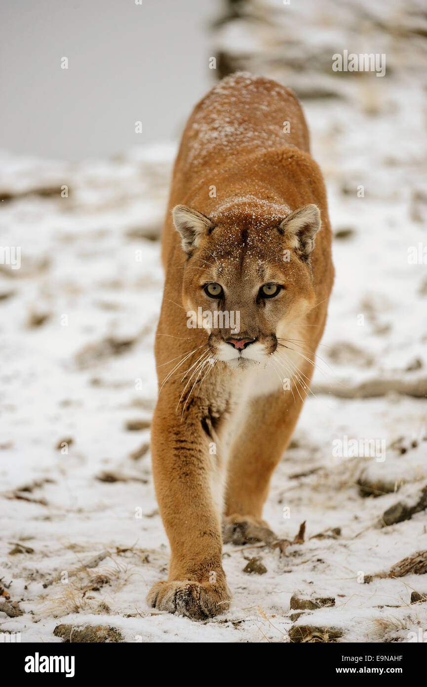 Cougar (Puma concolor)- captive in winter habitat, Bozeman, Montana, USA Stock Photo