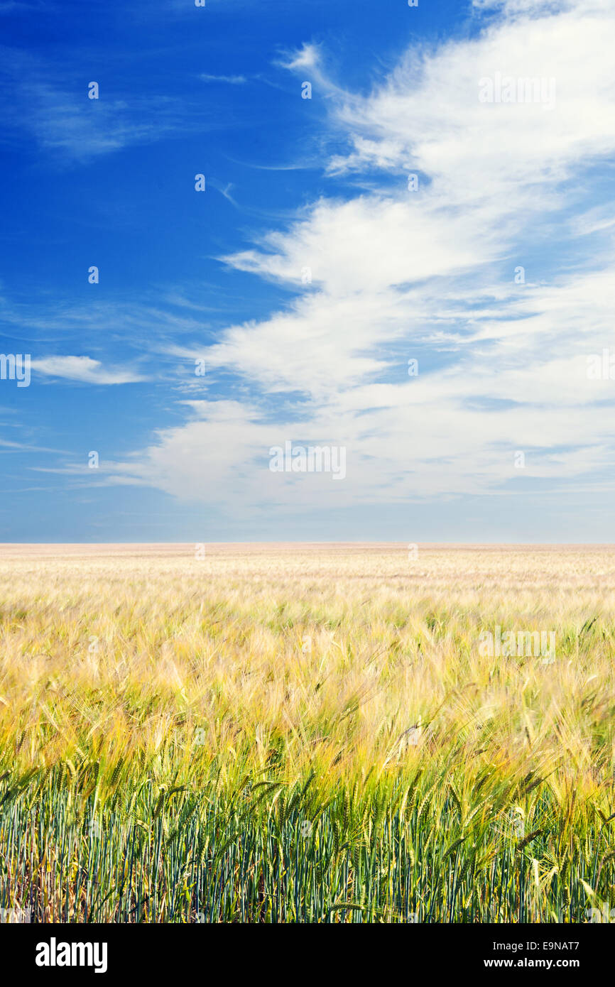 Shot of an Arable Field under Blue Sky Stock Photo