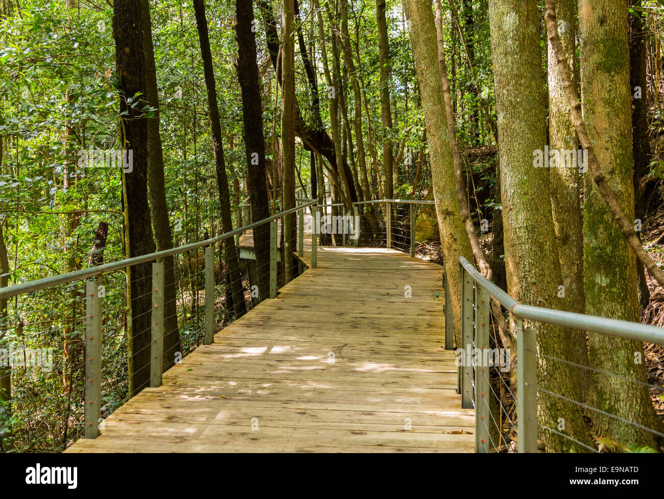 Raised walkway through forest in NSW Stock Photo