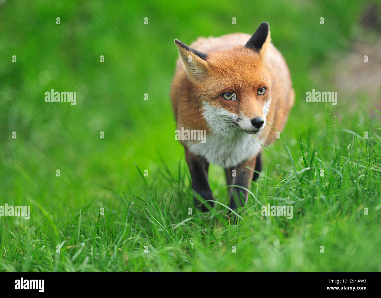 red fox Stock Photo