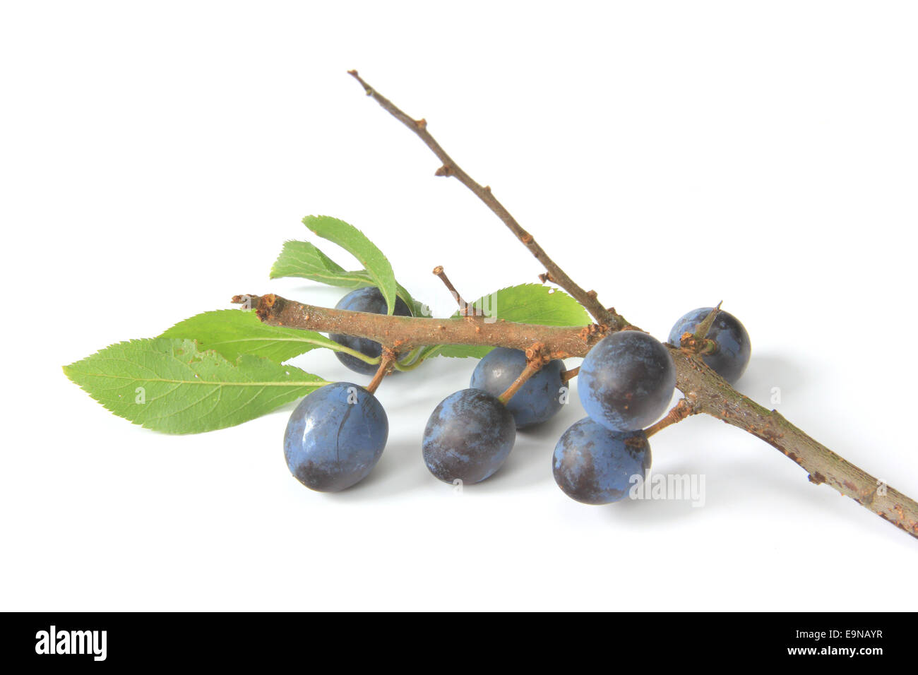 Sloes - Fruits of blackthorn Stock Photo
