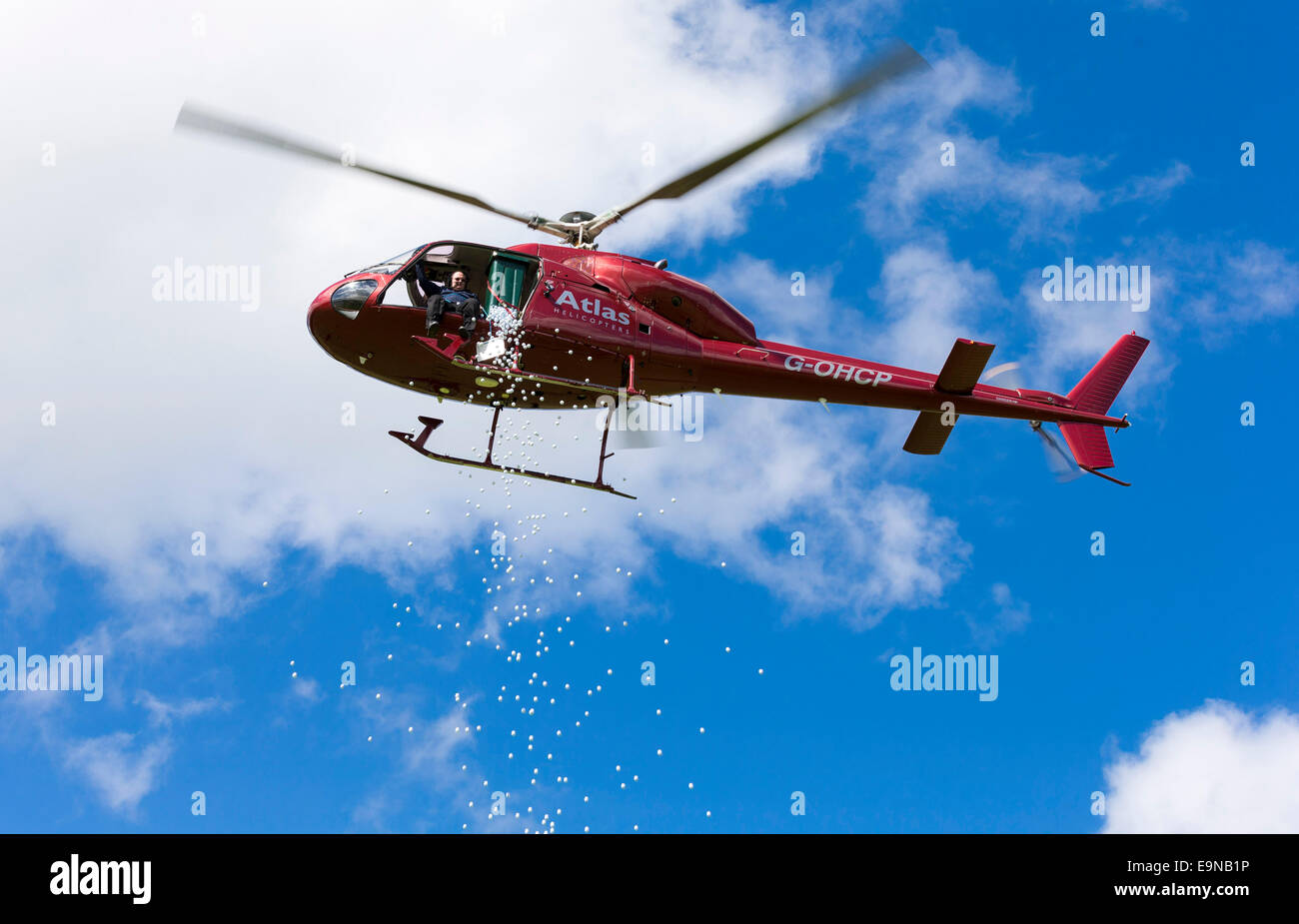 Captain Mike Burns of Atlas Helicopters and colleague Roy Adams drop 1,000 golf balls from their Squirrel helicopter flying at 9 Stock Photo