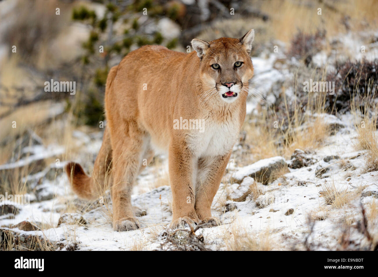 Cougar (Puma concolor)- captive in winter habitat, Bozeman, Montana, USA Stock Photo