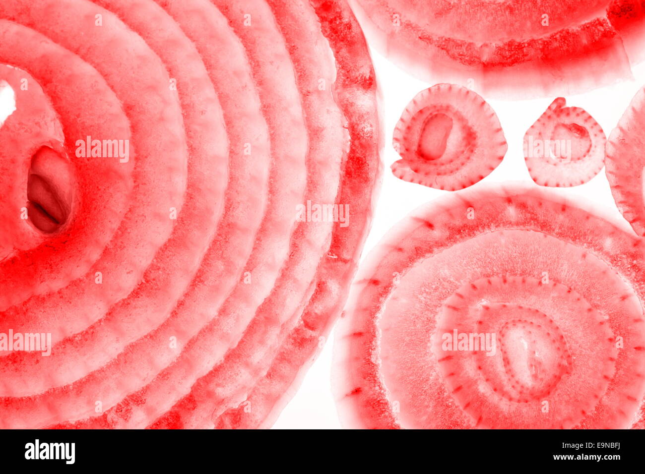 onion slices in red Stock Photo