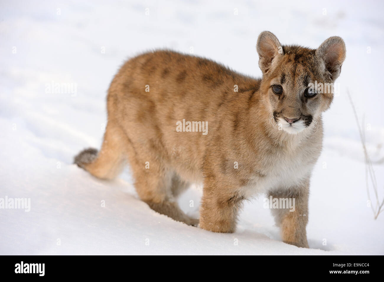 Cougar, Mountain lion (Puma concolor) Captive raised cub in winter habitat, Bozeman, Montana, USA Stock Photo