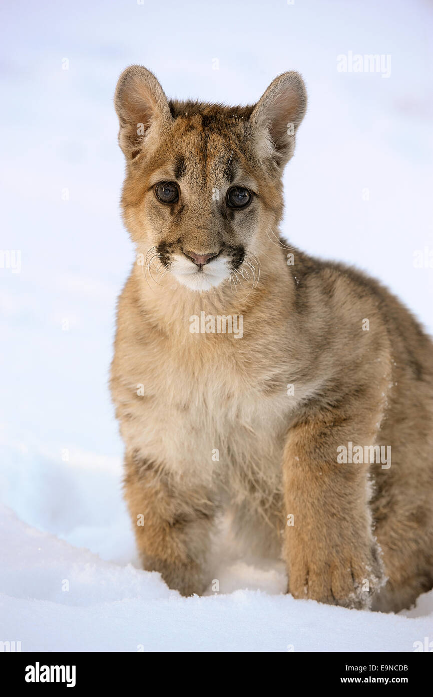 Cougar, Mountain lion (Puma concolor) Captive raised cub in winter habitat, Bozeman, Montana, USA Stock Photo