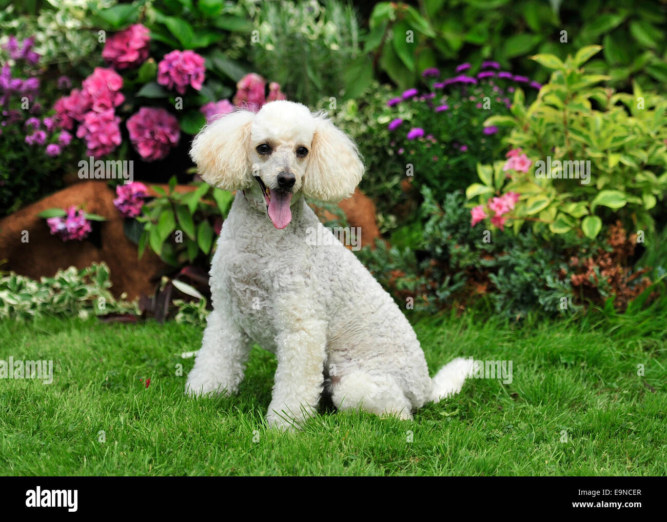 miniature poodle dog sat in garden Stock Photo Alamy miniature poodle dog sat in garden Stock Photo Alamy