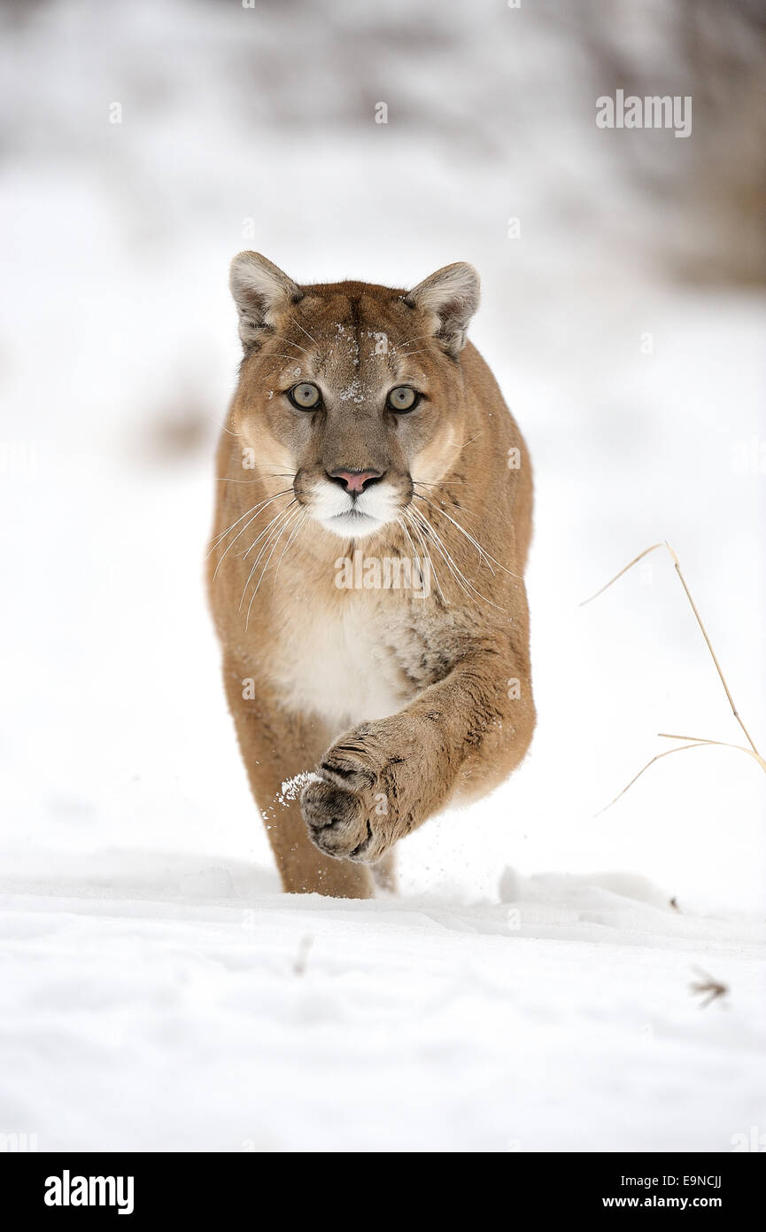 Cougar, Mountain lion (Puma concolor) captive in winter habitat, Bozeman, Montana, USA Stock Photo