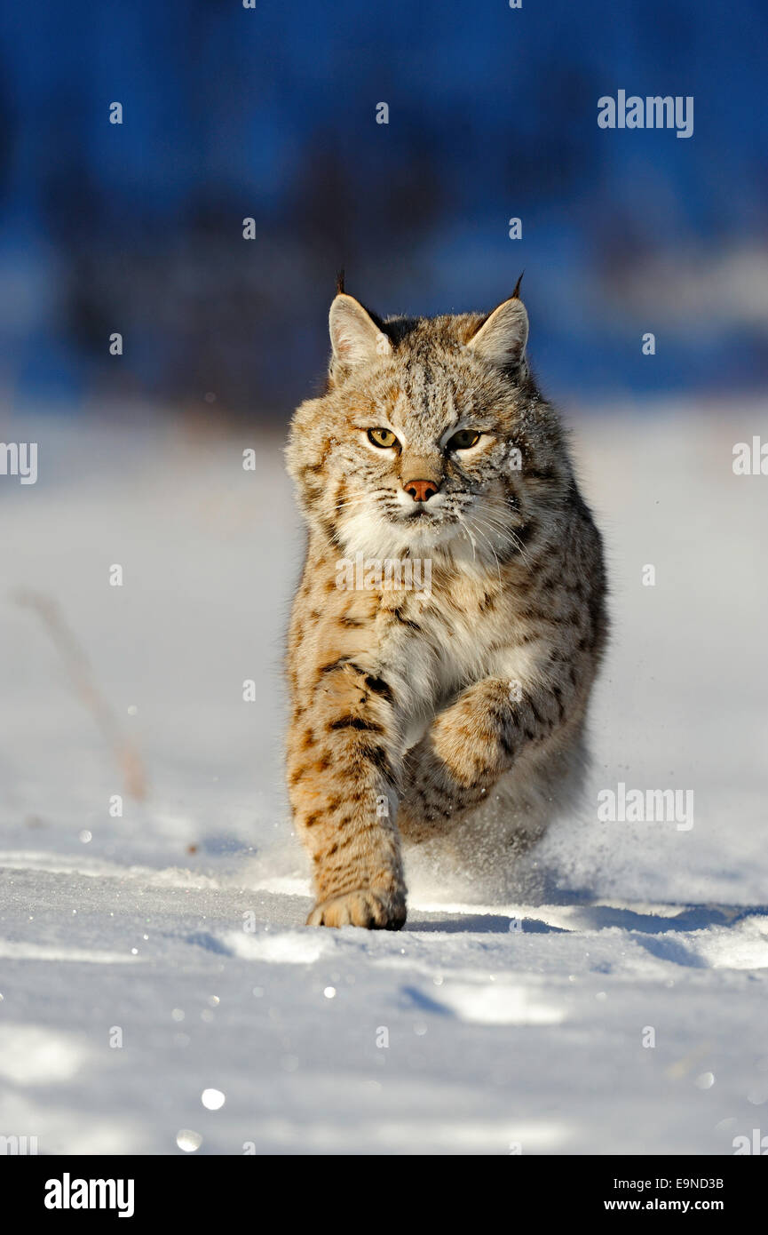 Bobcat (Lynx rufus)- captive Baby, first winter. , Bozeman, Montana, USA Stock Photo