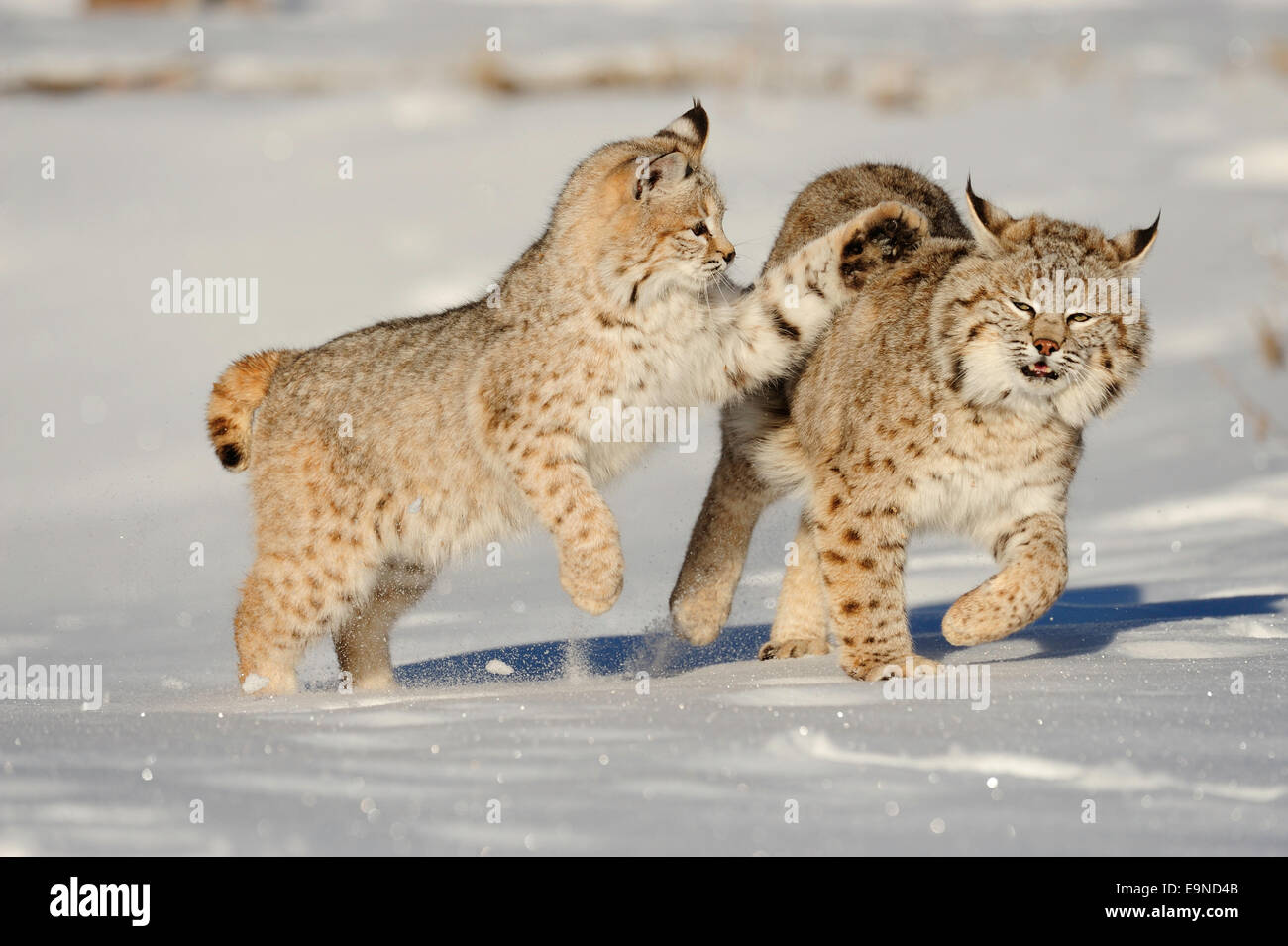 Bobcat (Lynx rufus)- captive Baby, first winter. , Bozeman, Montana, USA Stock Photo