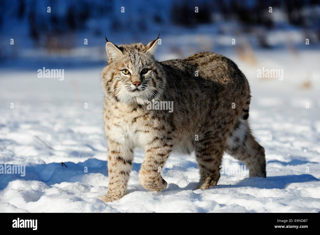 Bobcat (Lynx rufus)- captive, winter habitat, Bozeman, Montana, USA Stock Photo