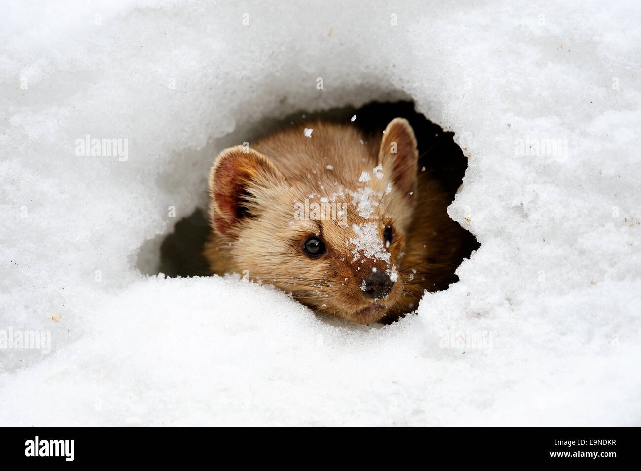 Pine/American Marten (Martes americana)- captive in winter habitat, Bozeman, Montana, USA Stock Photo