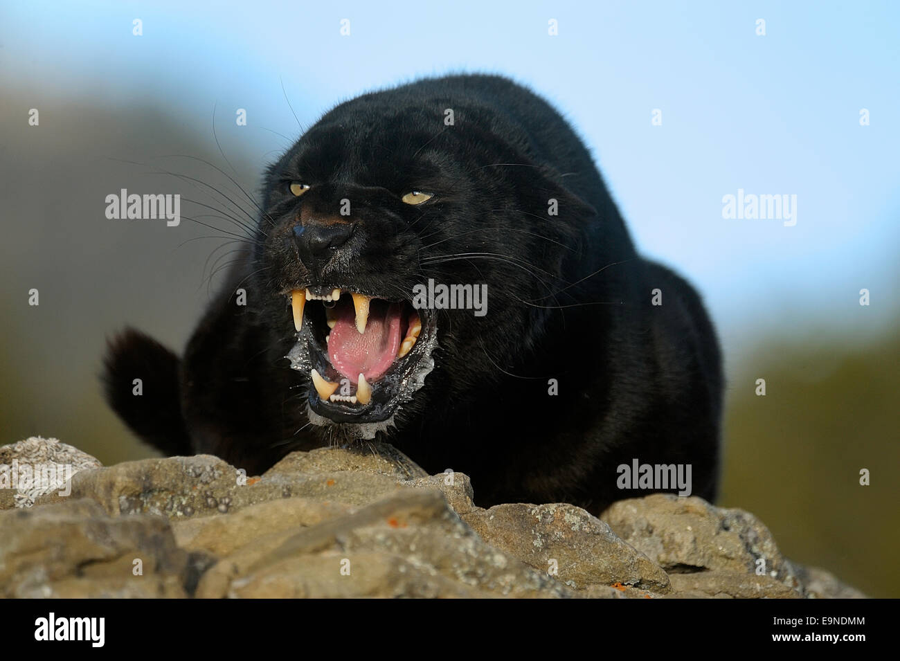 Leopard (Panthera pardus - Melanistic black captive , Bozeman, Montana, USA Stock Photo
