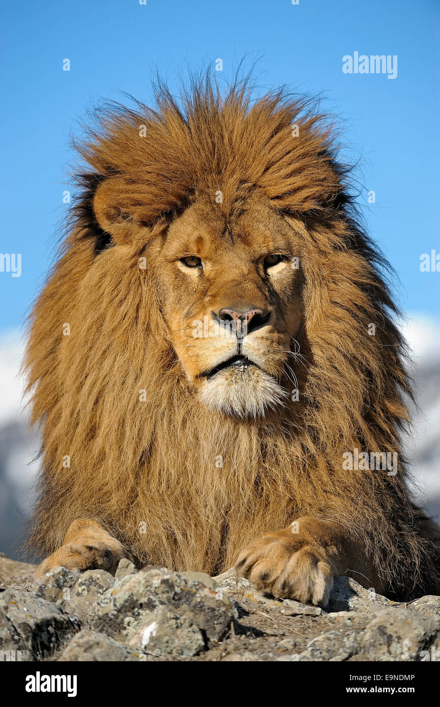 Barbary Lion (Panthera leo leo) - extirpated, captive, Bozeman, Montana, USA Stock Photo
