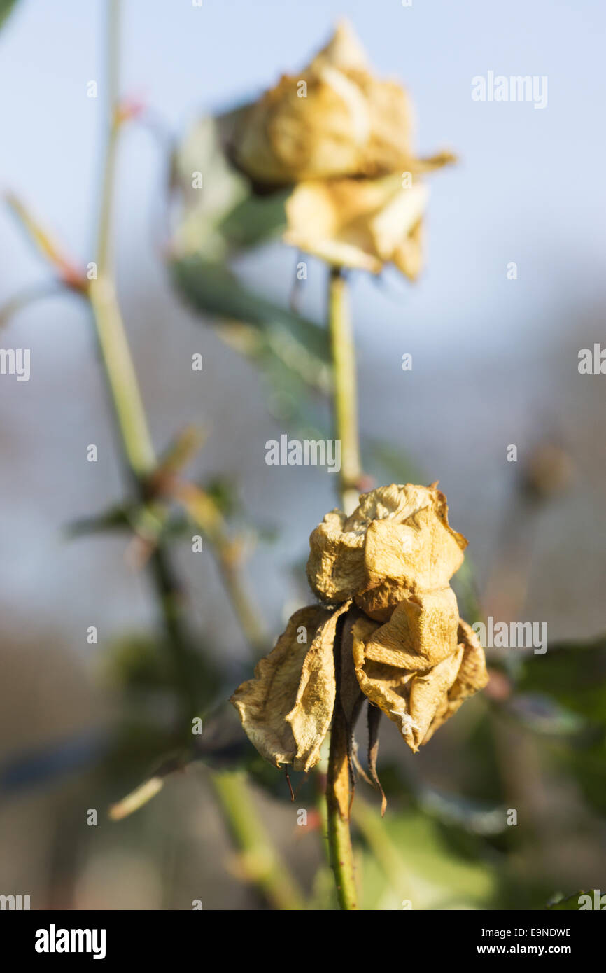 Red gardenrose in january - caducity Stock Photo