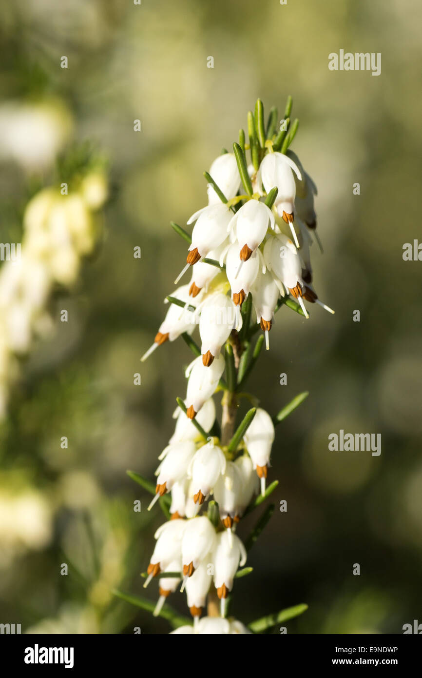 White blooming erica carnea Stock Photo