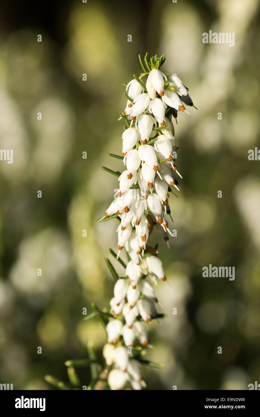 White blooming erica carnea Stock Photo