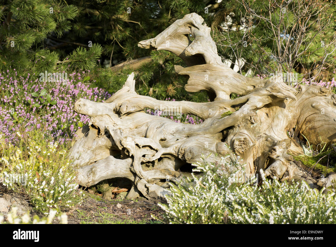 Old bizarre root Stock Photo