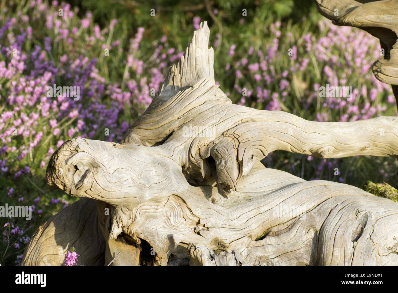 Old bizarre root Stock Photo