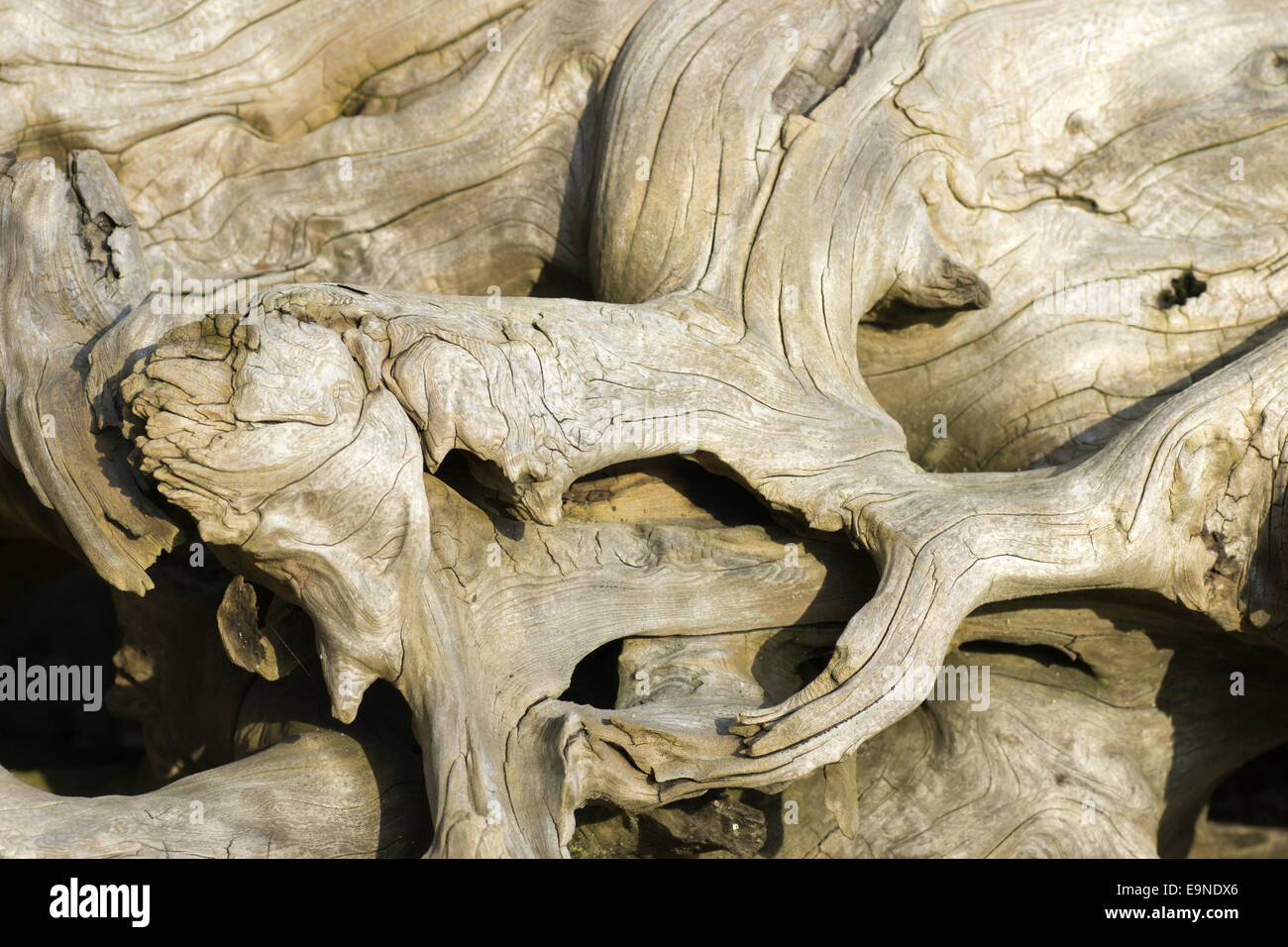 Old bizarre root Stock Photo