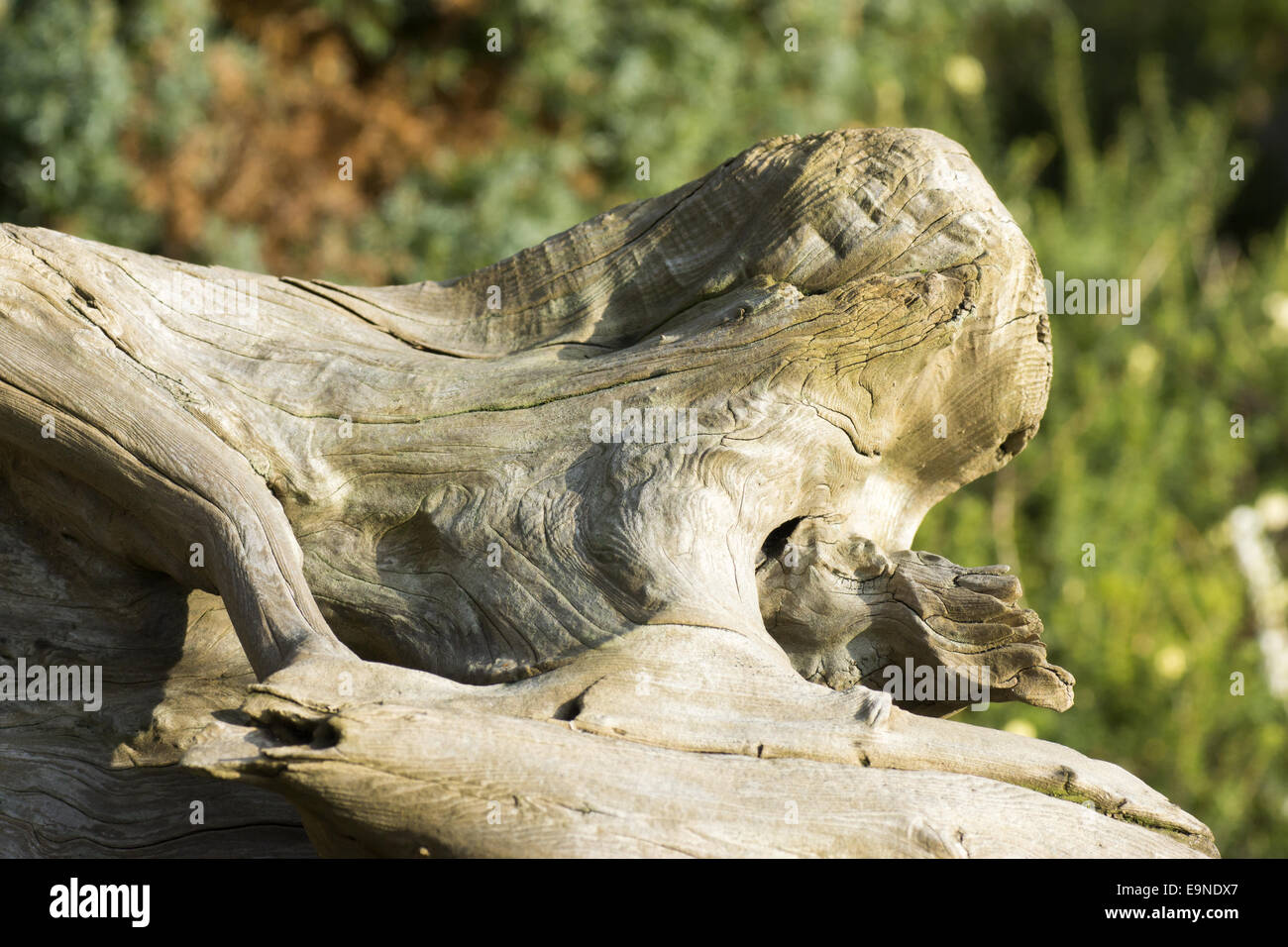 Old bizarre root Stock Photo