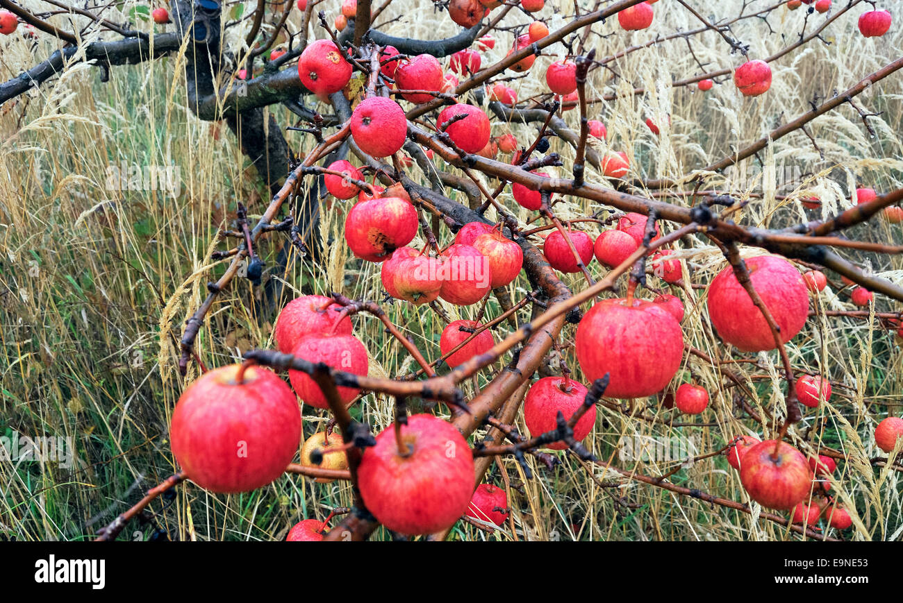 Red apples on a tree Stock Photo
