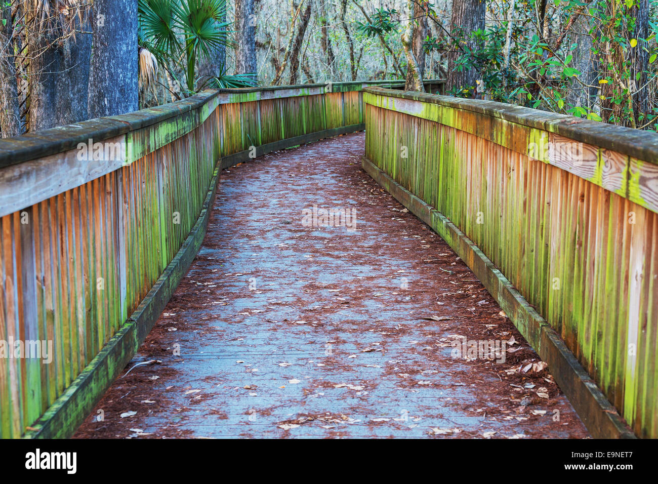 Boardwalk in swamp Stock Photo Alamy