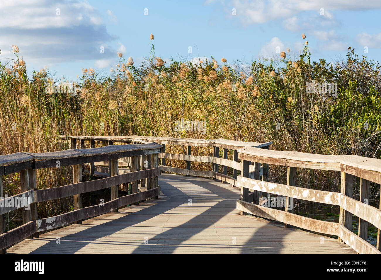 Boardwalk in swamp Stock Photo Alamy