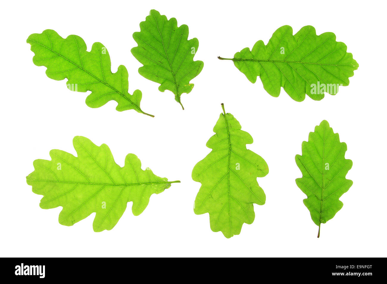 Oak leaves (Quercus robur) Stock Photo