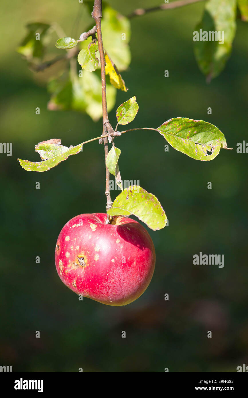 Single red apple on tree Stock Photo