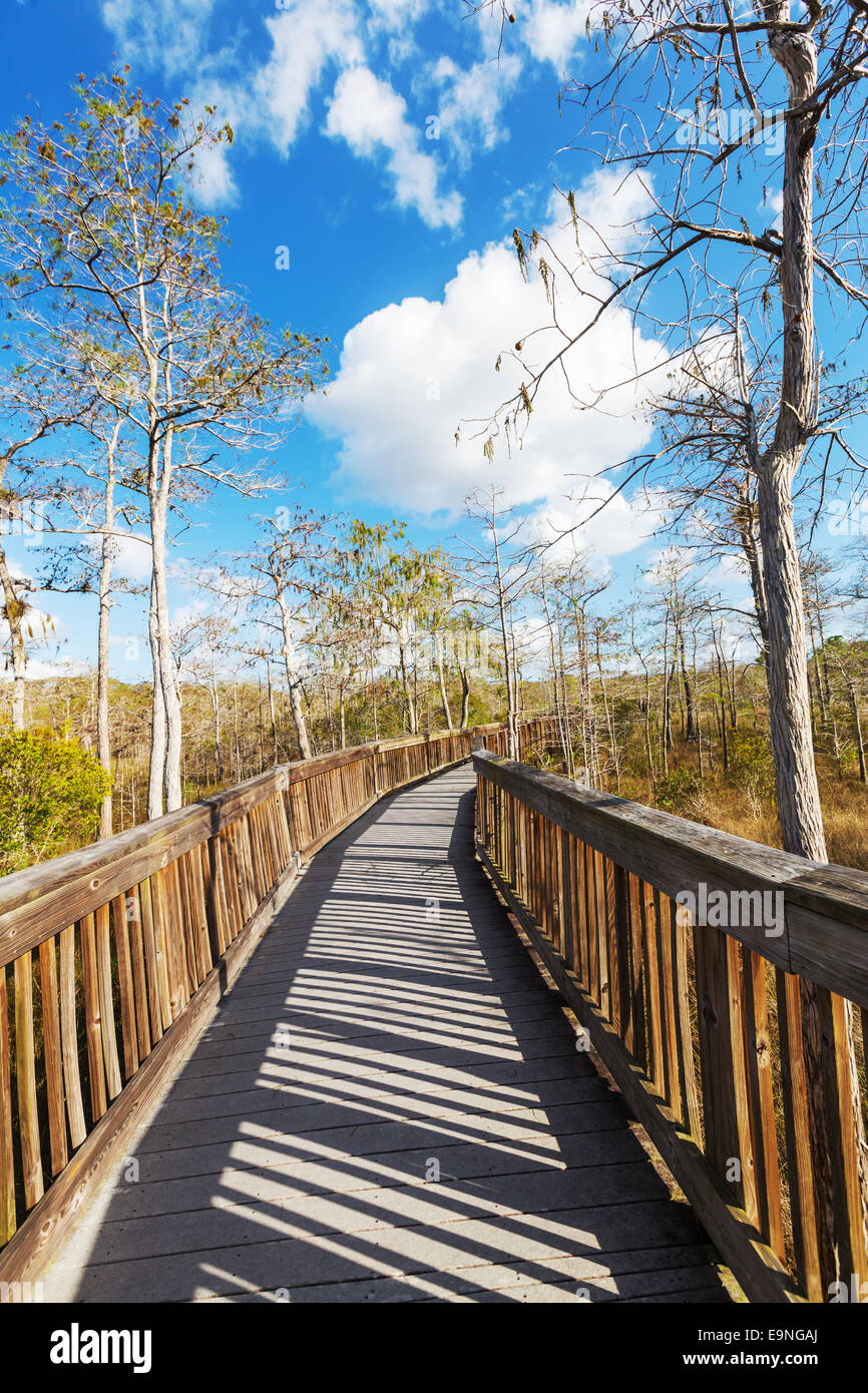 Boardwalk in swamp Stock Photo Alamy