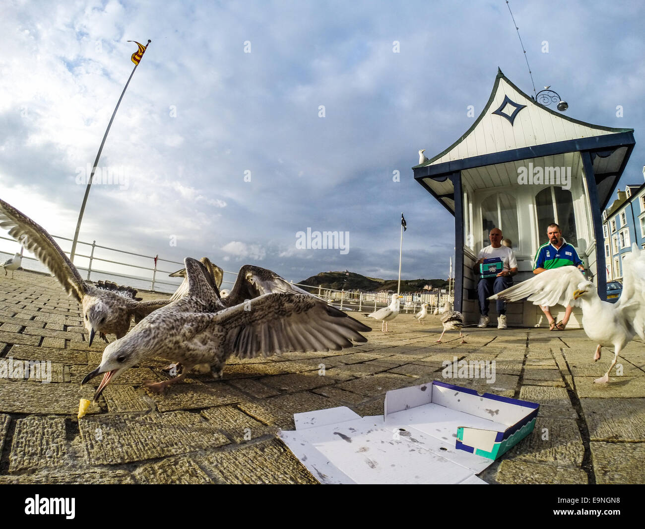 Squawking seagulls scavenging thrown away chips on Aberystwyth promenade, UK (Go-Pro camera image) Stock Photo