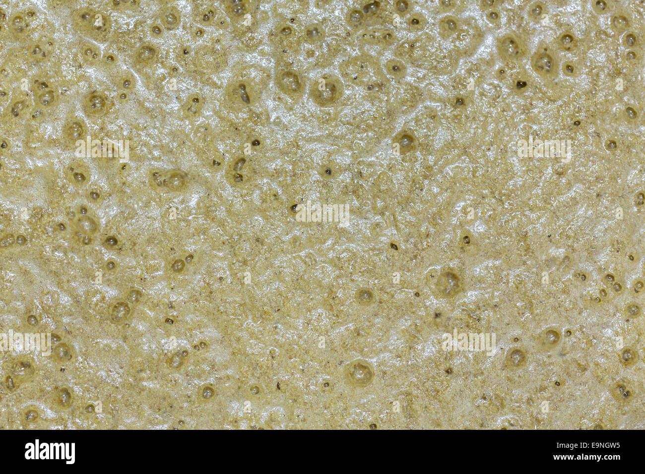 Mash of barley fermenting in barrel Stock Photo Alamy
