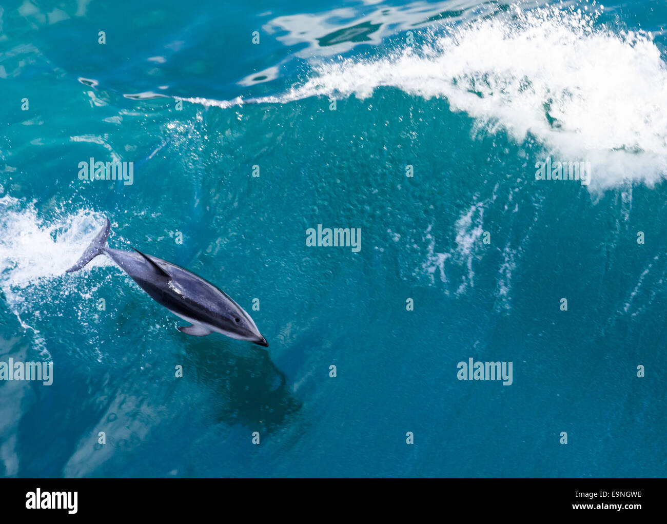 Dolphin jumping from water Stock Photo