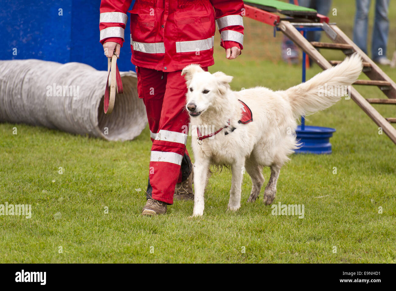 Shelter Dog Stock Photo